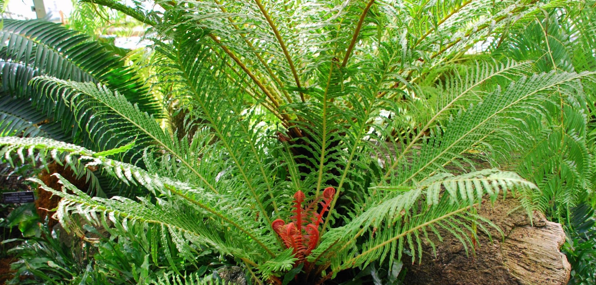 Red Dwarf Tree Fern Form (Blechnum brasiliense) - Ladybird Nursery