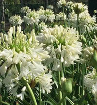 Agapanthus Blitzza™ - Ladybird Nursery
