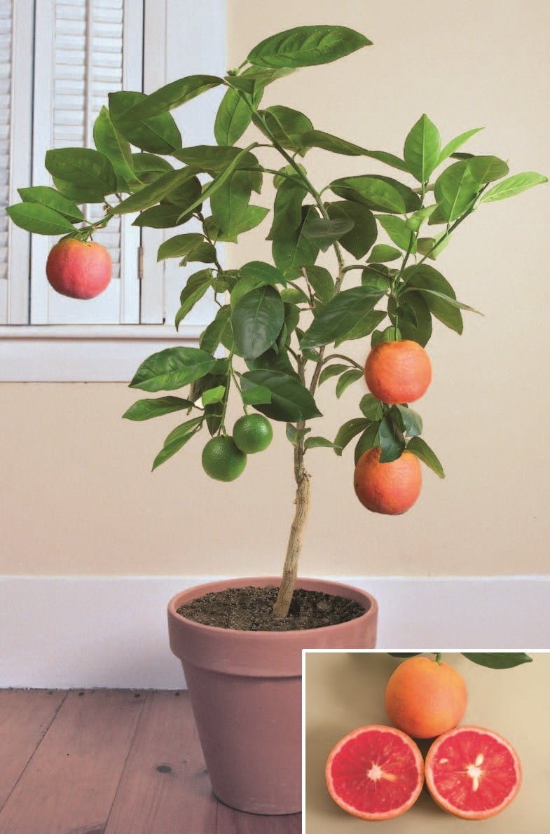 Dwarf Blood Orange Tree (QLD Only) - Ladybird Nursery