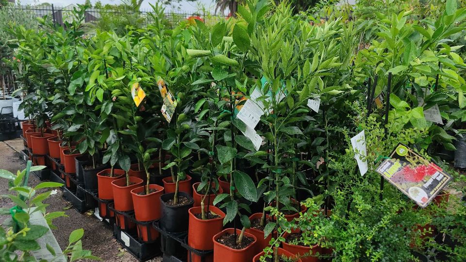 Dwarf Blood Orange Tree (QLD Only)