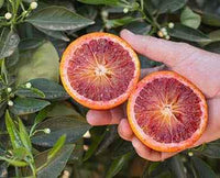 Dwarf Blood Orange Tree (QLD Only)