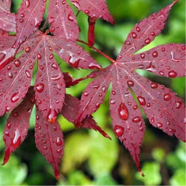 Japanese Maple Bloodgood (Acer palmatum) 400mm Pick Up Only - Ladybird Nursery