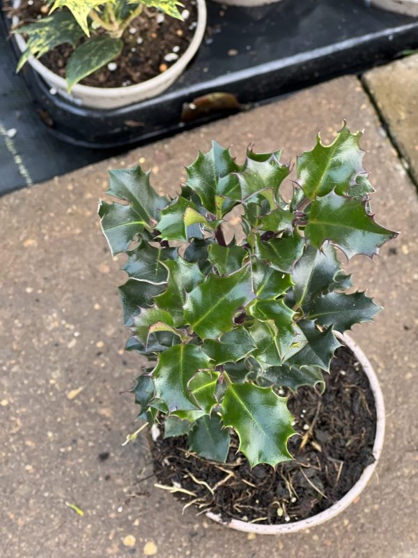 Blue Angel Holly (Ilex meserveae)