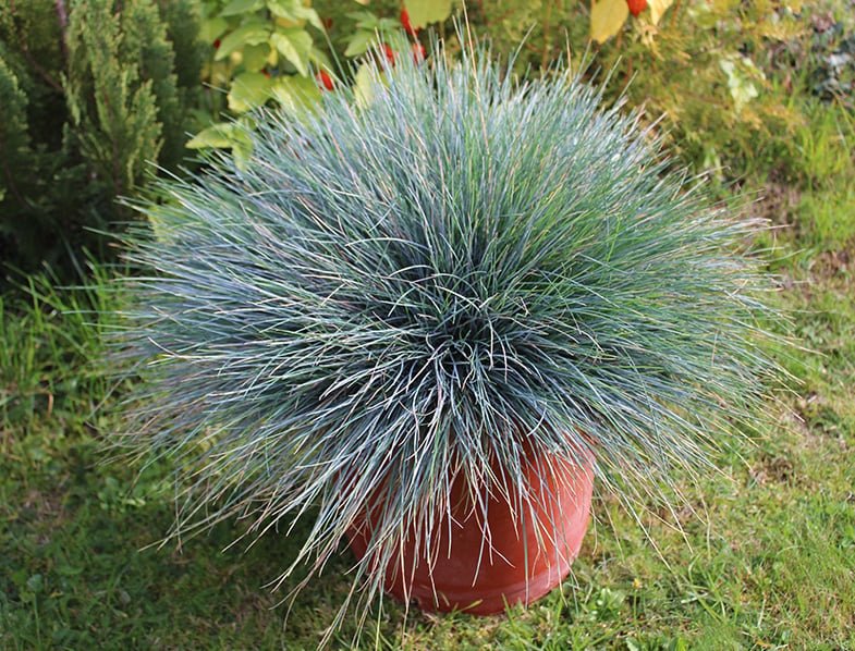Blue Fescue (Festuca glauca) - Ladybird Nursery