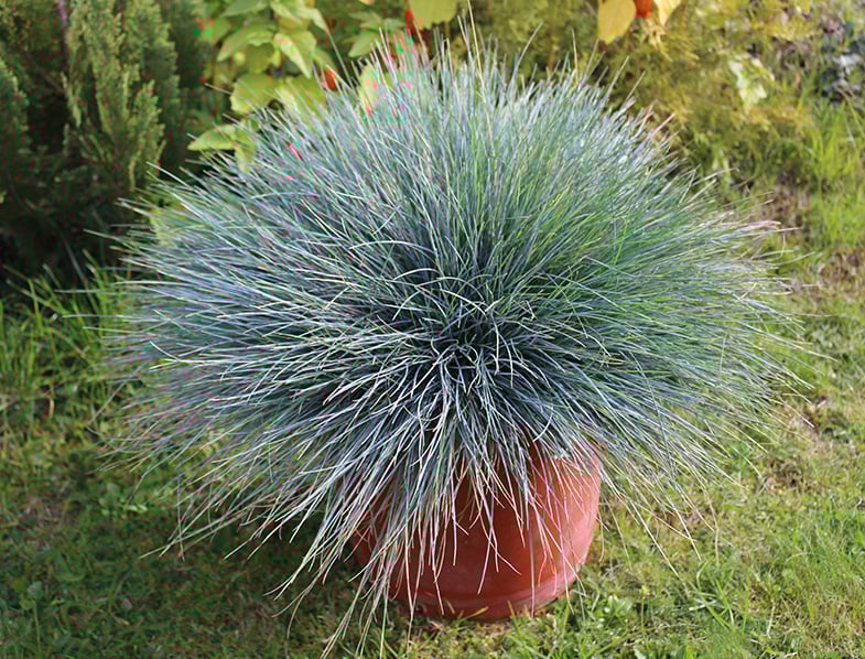 Blue Fescue (Festuca glauca)