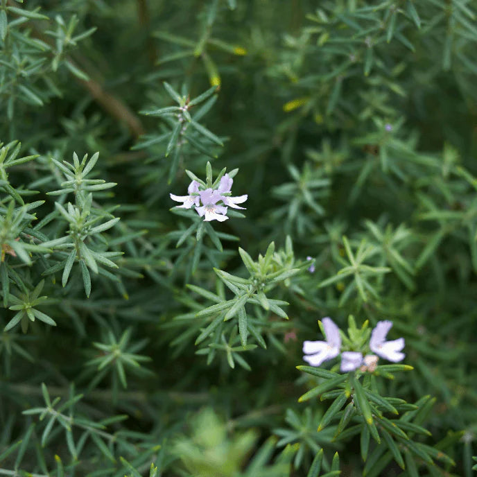 Coastal Rosemary BLUE GEM™ (Westringia hyb.)