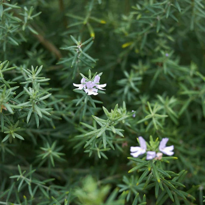 Coastal Rosemary BLUE GEM™ (Westringia hyb.) - Ladybird Nursery