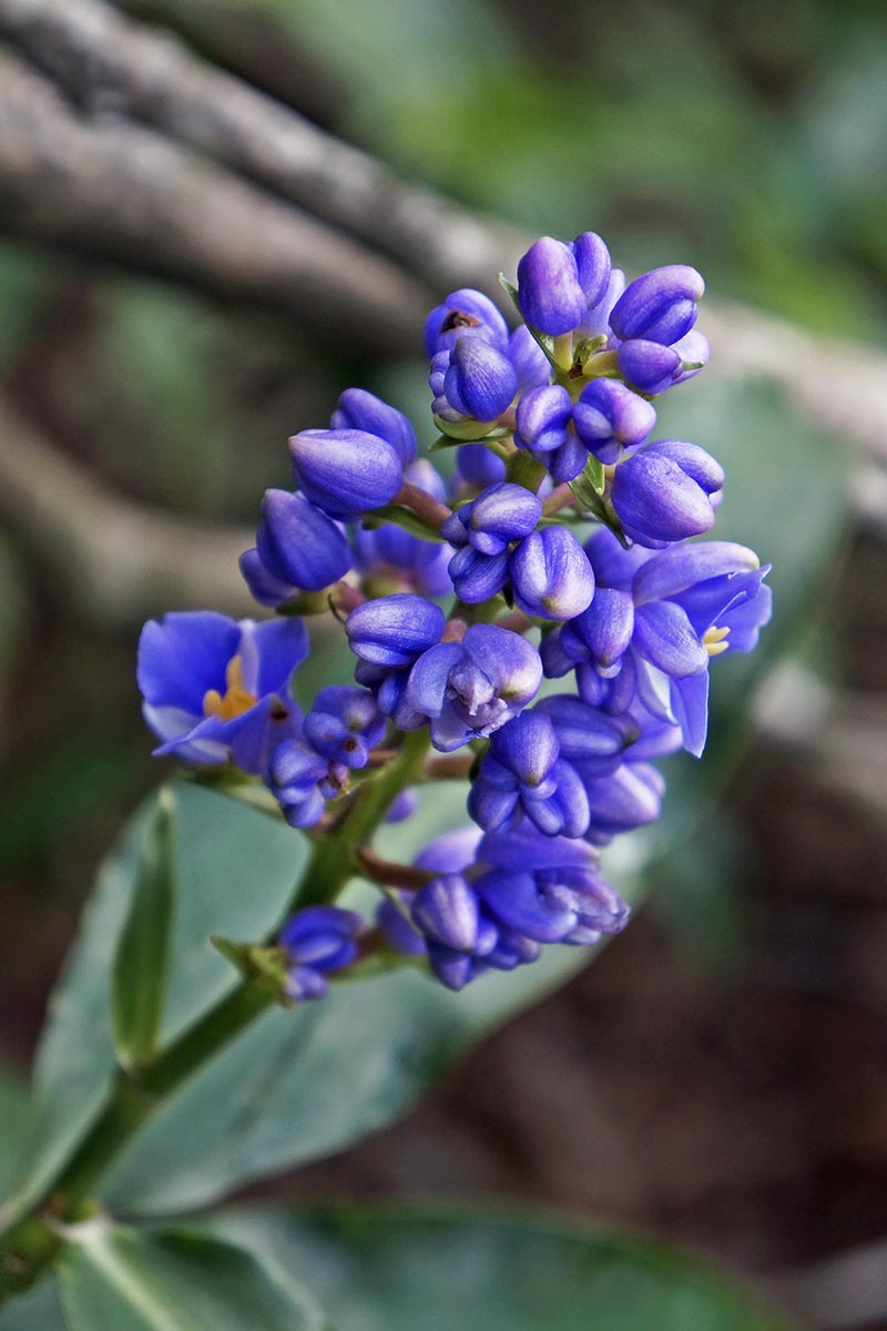 Blue Ginger (Dichorisandra thyrsiflora)