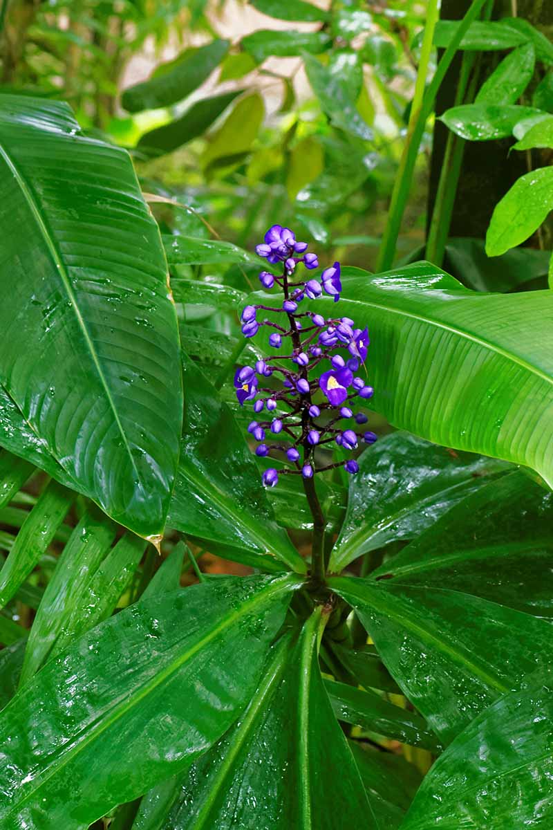 Blue Ginger (Dichorisandra thyrsiflora)