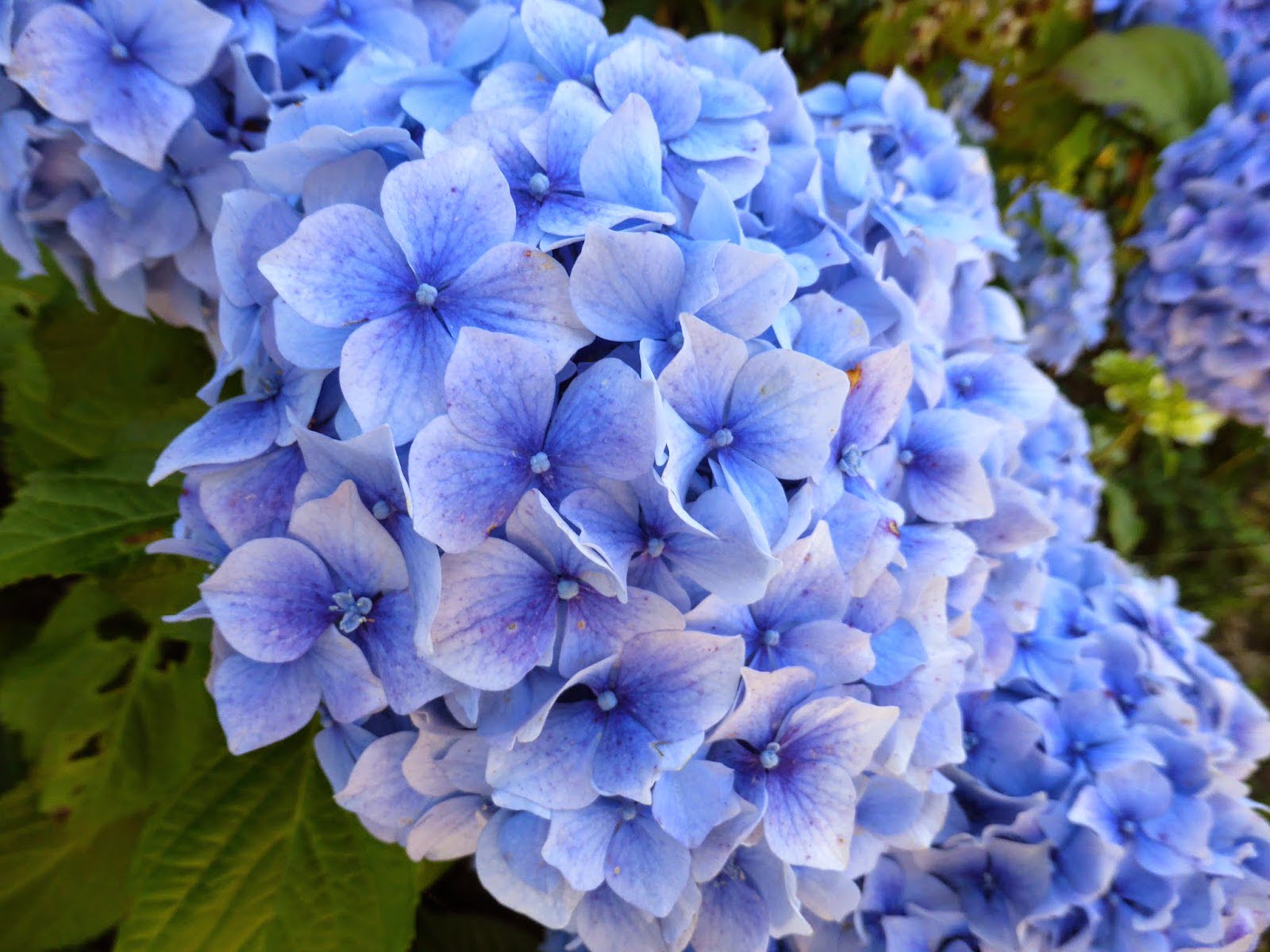 Blue Hydrangea