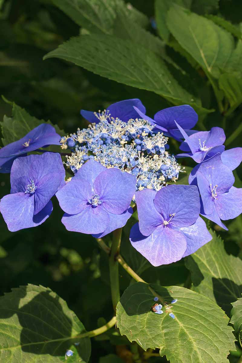Bigleaf Hydrangea Black Lace (Hydrangea macrophylla)