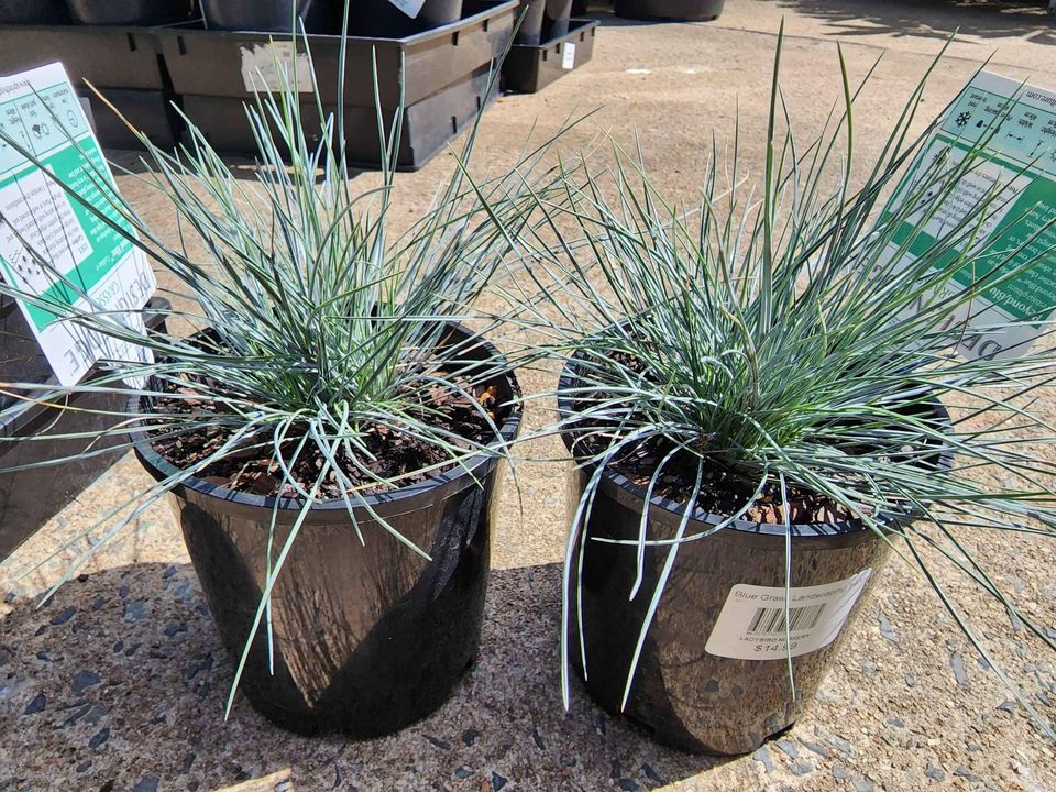 Blue Landscaping Grass