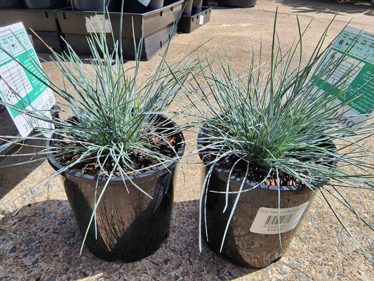 Blue Landscaping Grass