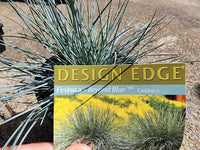 Blue Landscaping Grass