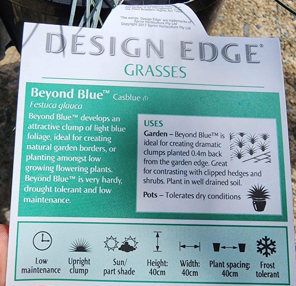 Blue Landscaping Grass