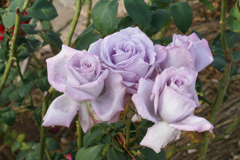 Rose Blue Moon 2 ft Standards (Rosa)