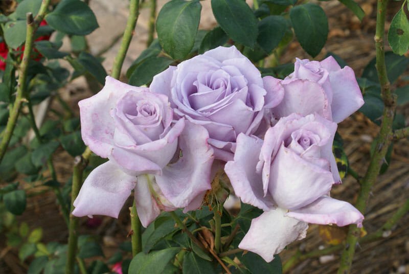 Rose 'Blue Moon' 4ft Standards (PICKUP ONLY) - Ladybird Nursery