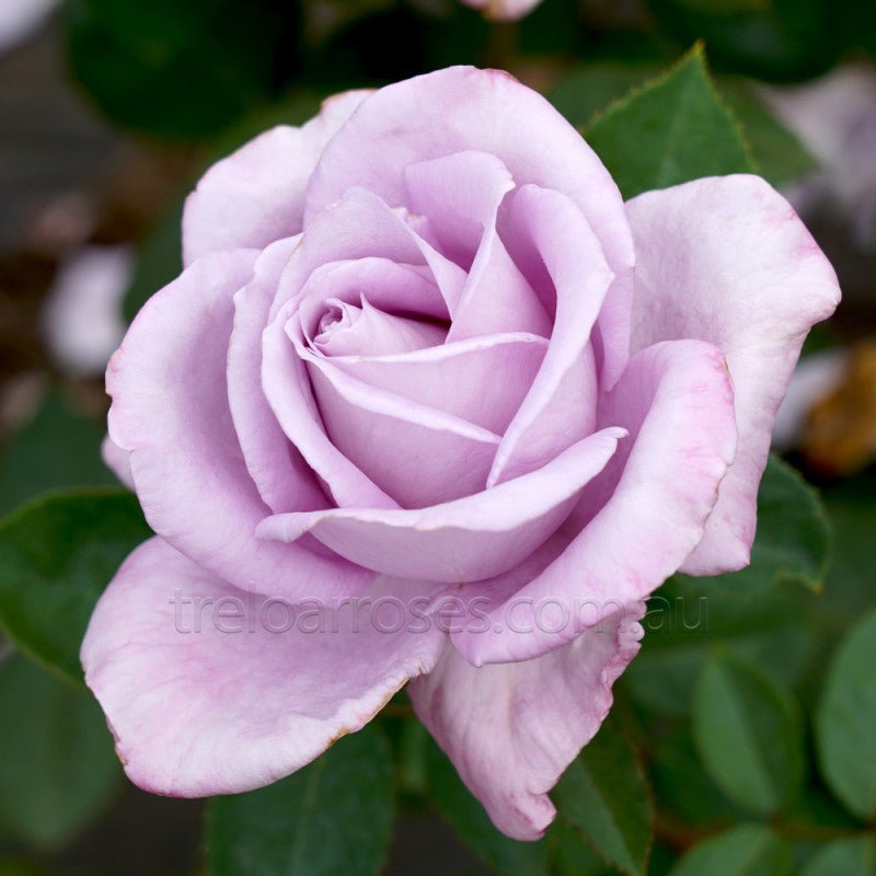 Rose 'Blue Moon' - Ladybird Nursery