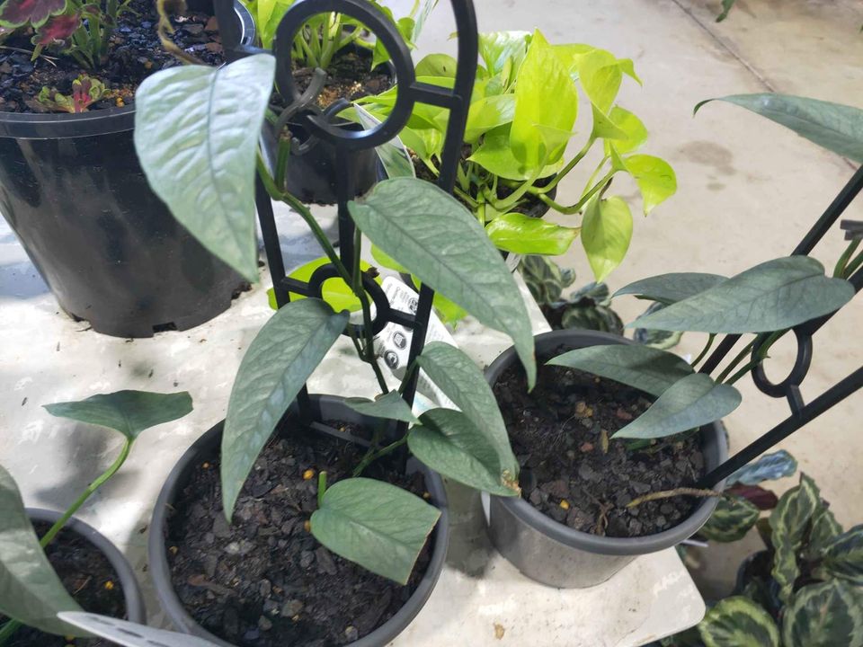 Blue Pothos - Ladybird Nursery