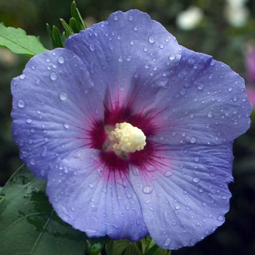Chinese Hibiscus Fantasy Lavender (Hibiscus rosa-sinensis)