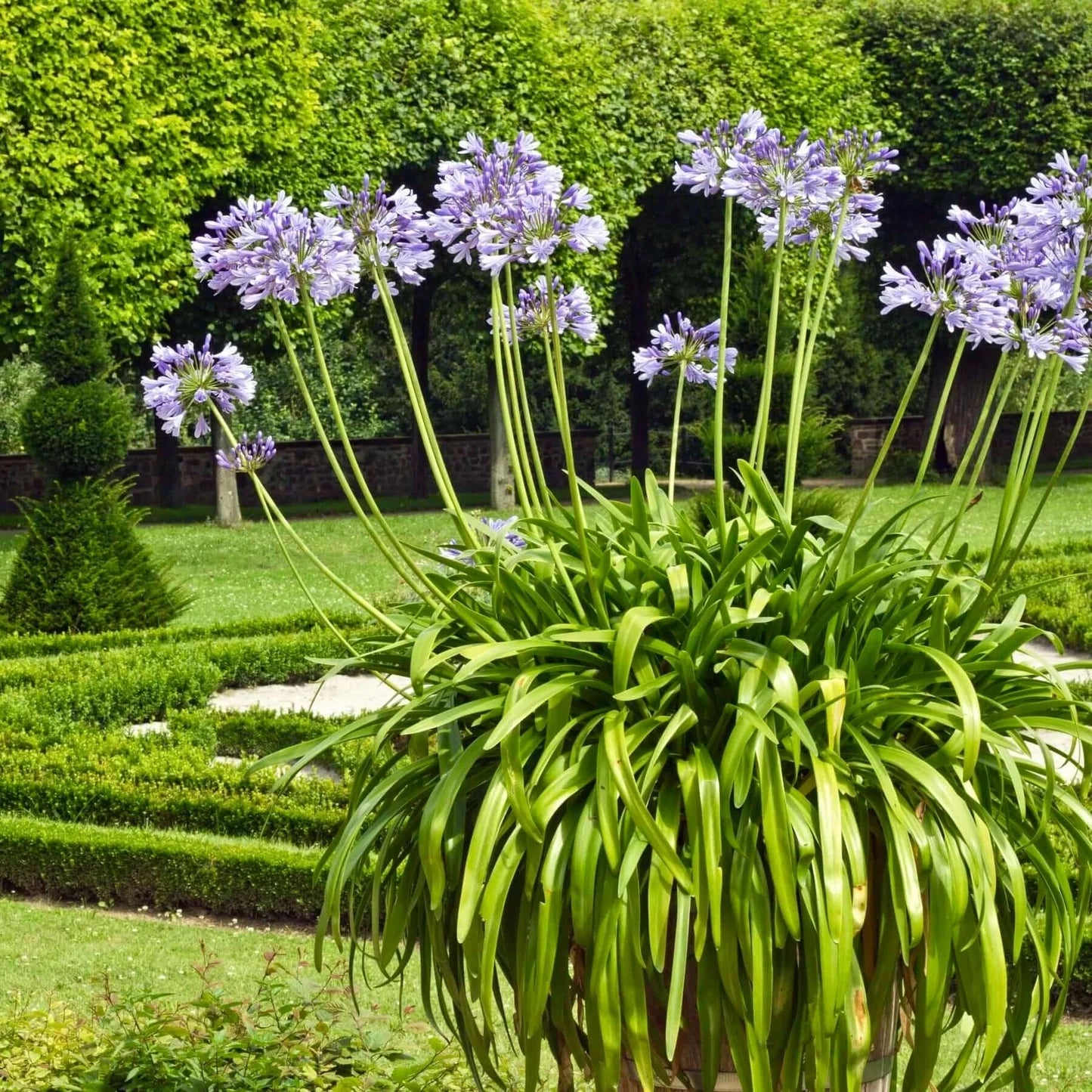 Agapanthus spp. Blue