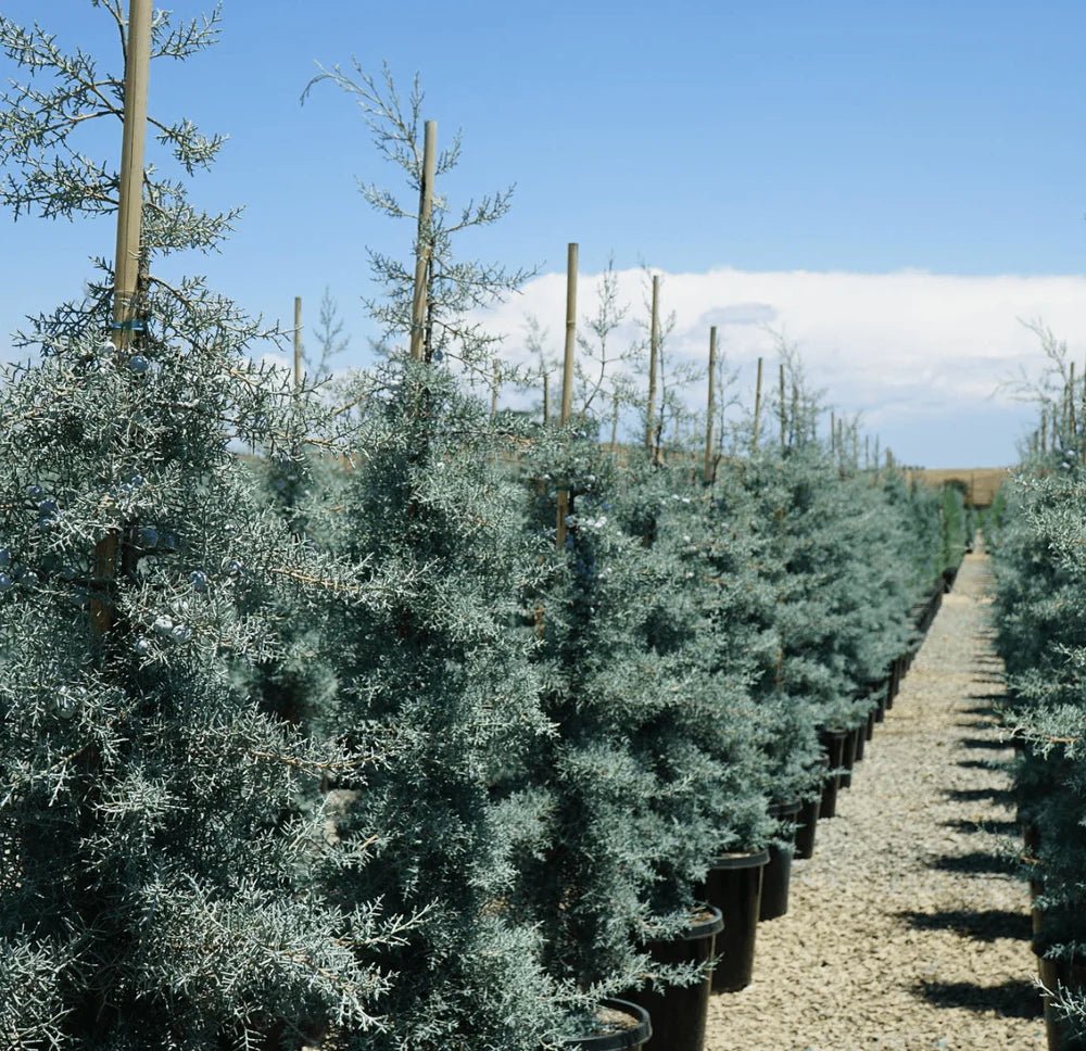 Arizona Cypress Blue Ice (Cupressus glabra) - Ladybird Nursery