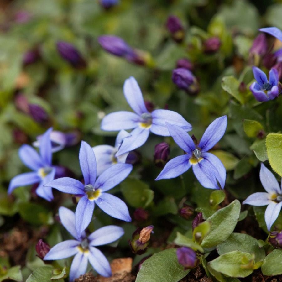 Blue Star Creeper (Pratia pedunculata) - Ladybird Nursery