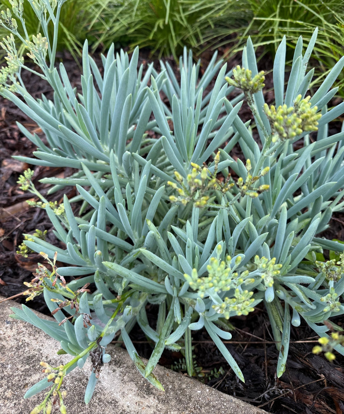 Blue Chalksticks (Senecio mandraliscae) - Ladybird Nursery