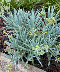 Blue Chalksticks (Senecio mandraliscae) - Ladybird Nursery