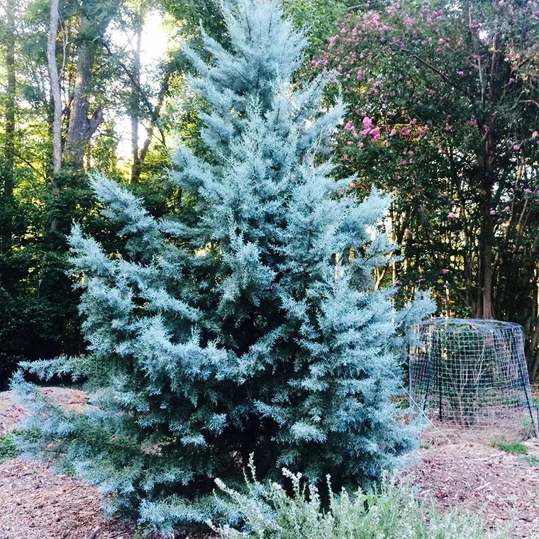 Arizona Cypress Blue Ice (Cupressus glabra) - Ladybird Nursery