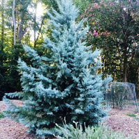 Arizona Cypress Blue Ice (Cupressus glabra)