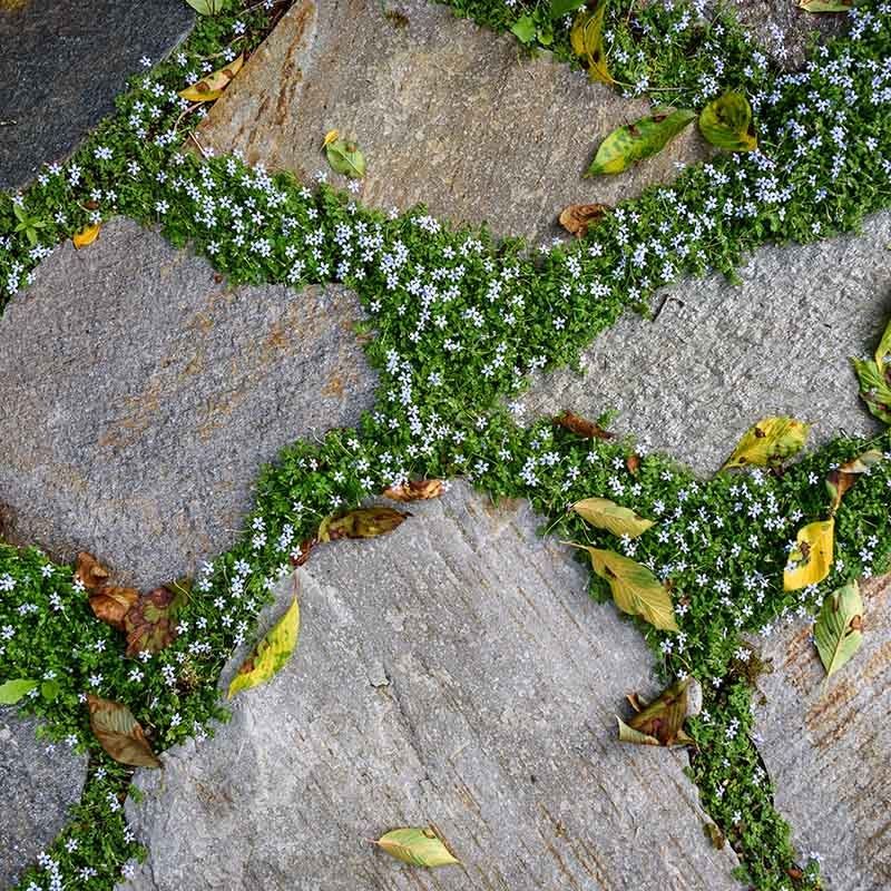 Blue Star Creeper (Pratia pedunculata) - Ladybird Nursery