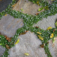 Blue Star Creeper (Pratia pedunculata) - Ladybird Nursery