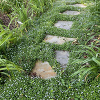 Blue Star Creeper (Pratia pedunculata) - Ladybird Nursery