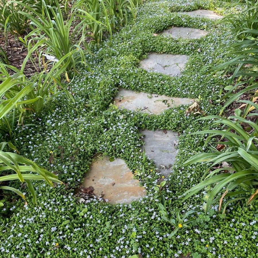 Blue Star Creeper (Pratia pedunculata) - Ladybird Nursery