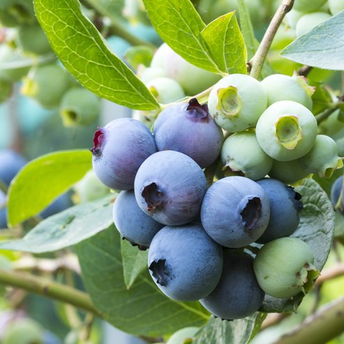 Blueberry BSA - Ladybird Nursery