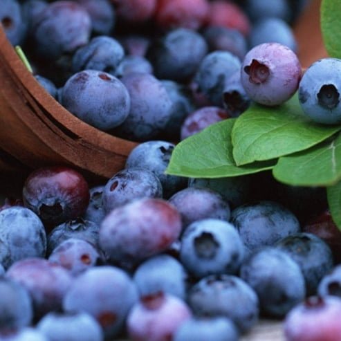 Blueberry BSA - Ladybird Nursery