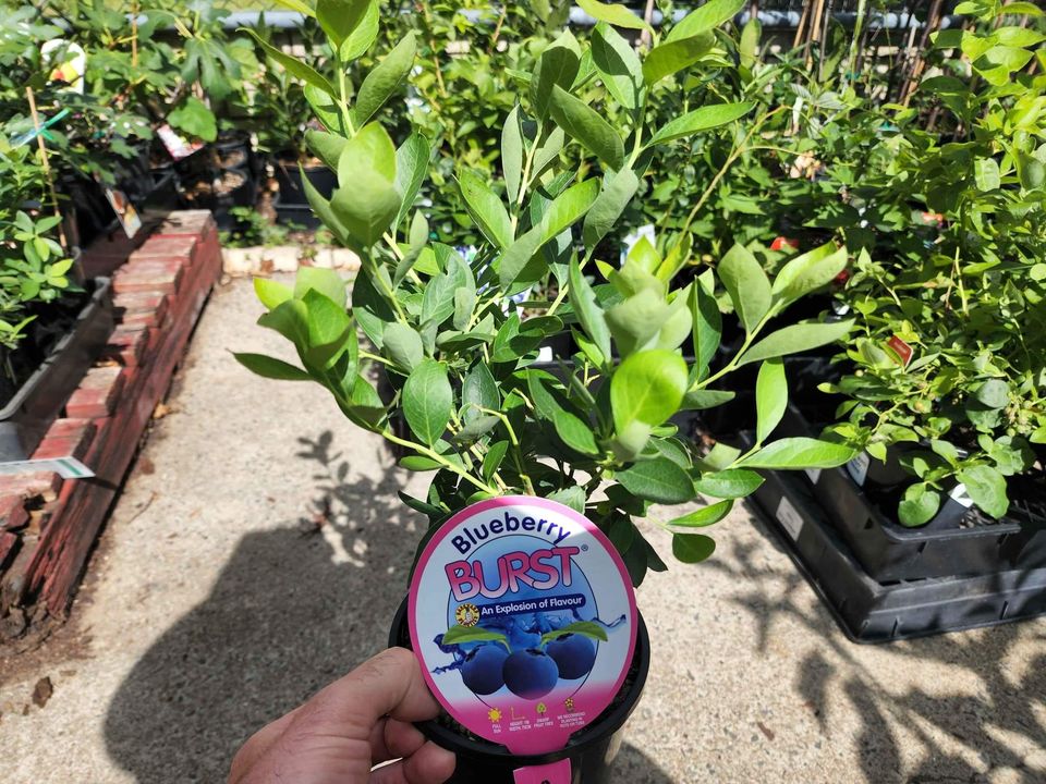 Blueberry Burst - Ladybird Nursery