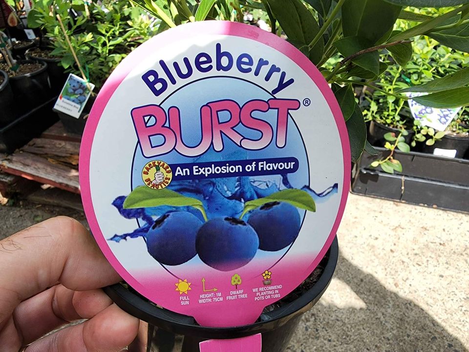 Blueberry Burst