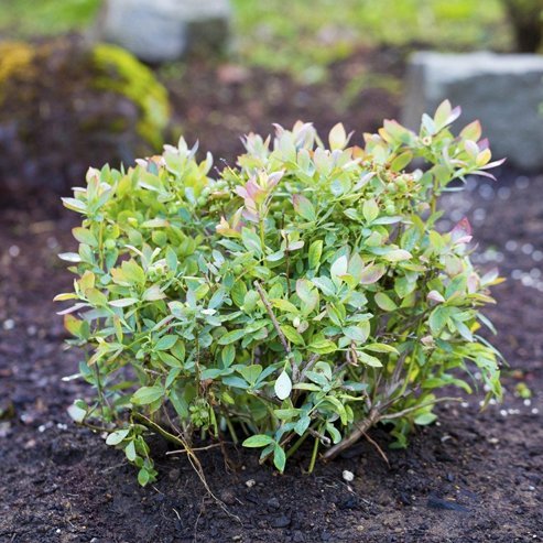 Blueberry Gulf Coast - Ladybird Nursery