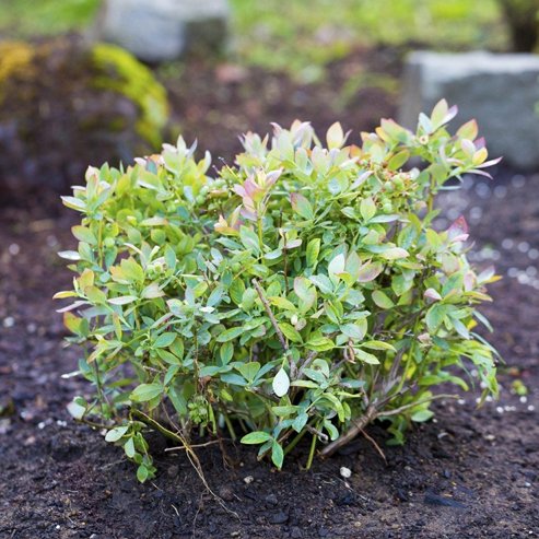 Blueberry Gulf Coast