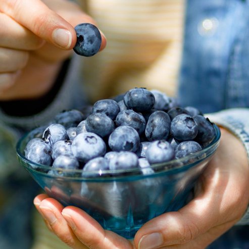 Blueberry Gulf Coast - Ladybird Nursery