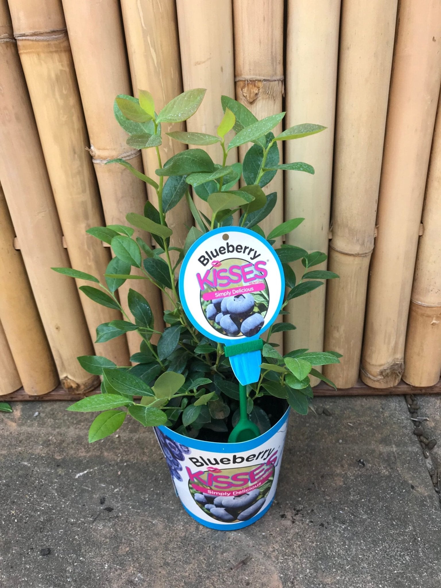 Blueberry Kisses - Ladybird Nursery