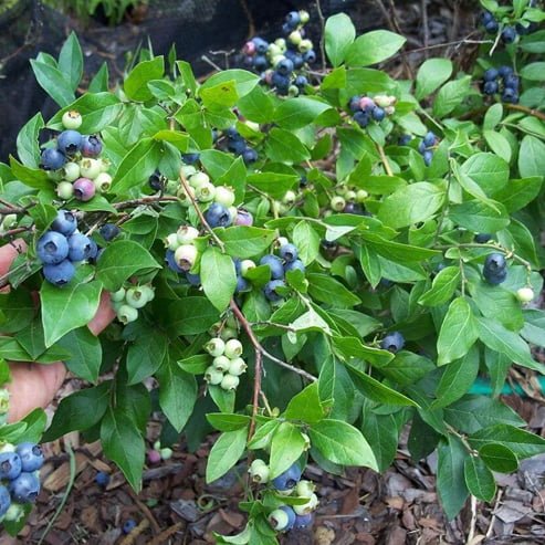 Blueberry Kisses 140mm