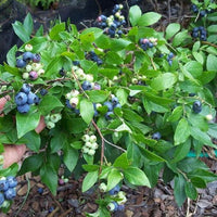 Blueberry Kisses 140mm