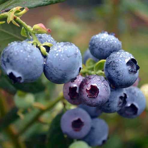 Blueberry Kisses 140mm