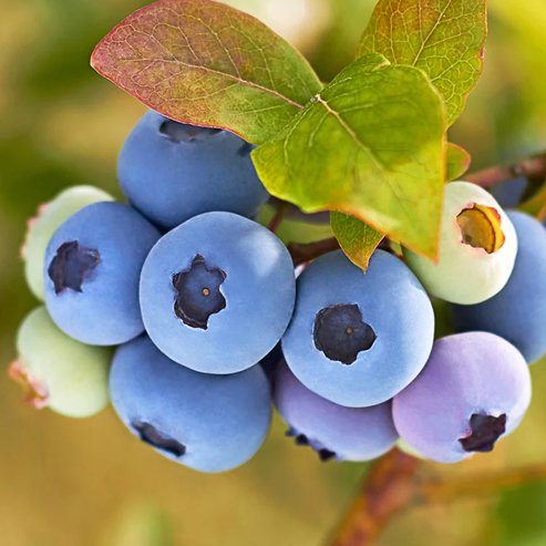 Blueberry Kisses 140mm