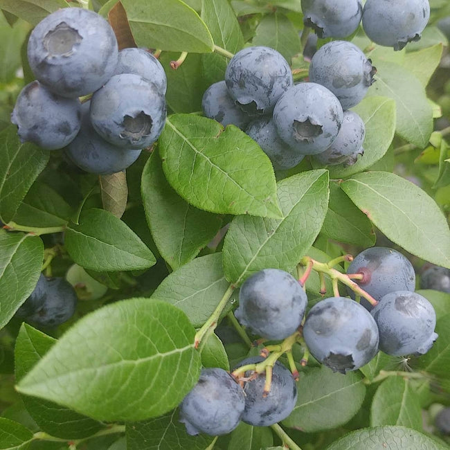 Blueberry  Northland