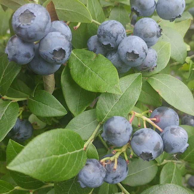 Blueberry Northland - Ladybird Nursery