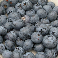 Blueberry Northland - Ladybird Nursery